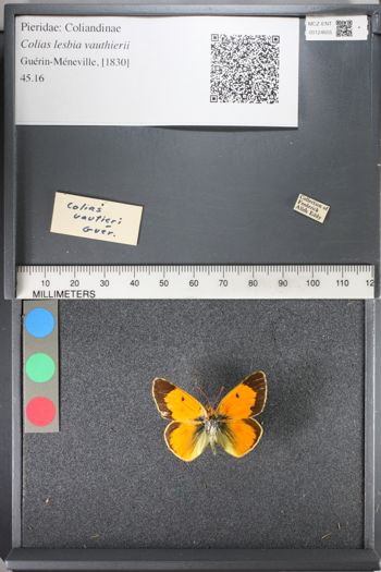 Media type: image;   Entomology 124655